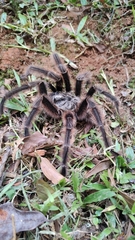 Grammostola