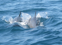 Stenella attenuata