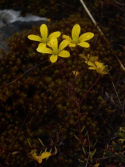 Saxifraga brunonis