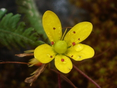 Saxifraga brunonis