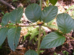 Uncaria lanosa