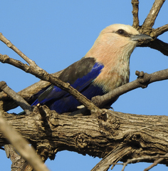 Coracias cyanogaster