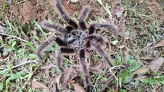 Grammostola
