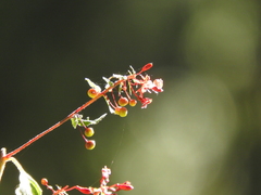 Lopezia racemosa