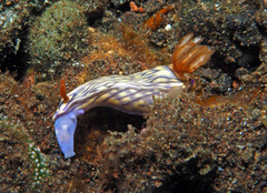 Hypselodoris zephyra