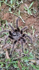Grammostola