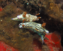 Hypselodoris zephyra