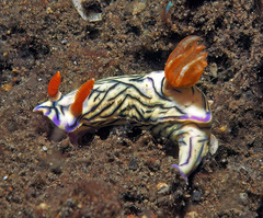 Hypselodoris zephyra