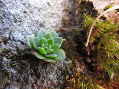 Sedum ebracteatum
