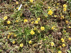 Bidens anthemoides