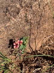 Indigofera alternans
