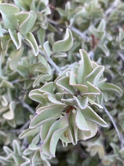 Ximenia glauca