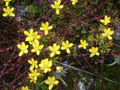 Saxifraga brunonis