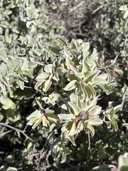 Ximenia glauca