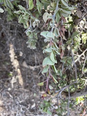 Ximenia glauca