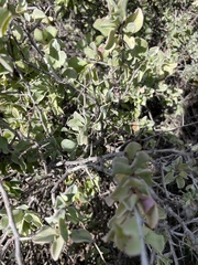 Ximenia glauca