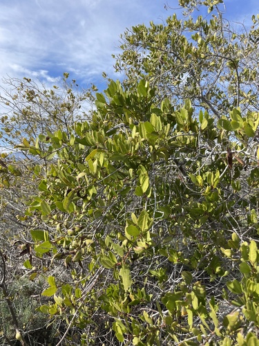 White mangrove (Laguncularia racemosa)