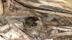 Bothrops jararaca