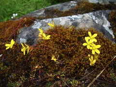 Saxifraga brunonis