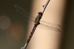 Erythemis