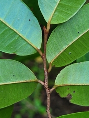 Chrysophyllum