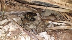 Bothrops jararaca