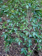 Chrysophyllum