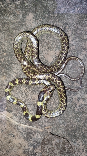Malayan Bridal Snake — seen at this dive site