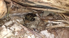 Bothrops jararaca
