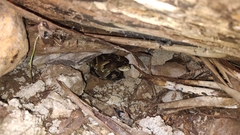 Bothrops jararaca