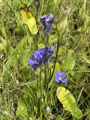 Gentianopsis thermalis