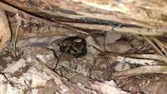 Bothrops jararaca
