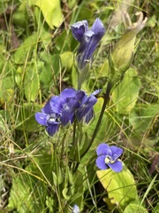 Gentianopsis thermalis