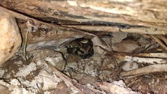 Bothrops jararaca