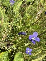 Gentianopsis thermalis
