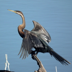 Anhinga rufa rufa