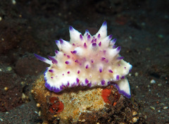 Mexichromis multituberculata