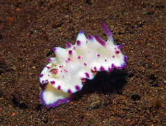 Mexichromis multituberculata