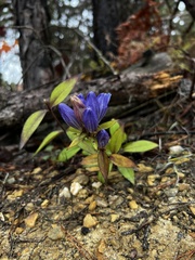 Gentiana austromontana