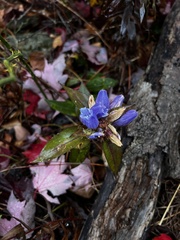 Gentiana austromontana