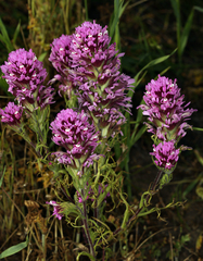 Castilleja exserta exserta