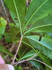 Sideroxylon foetidissimum