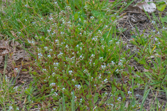 Trigonotis peduncularis