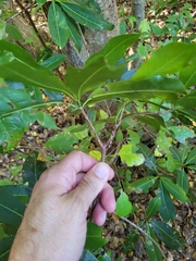 Sideroxylon foetidissimum