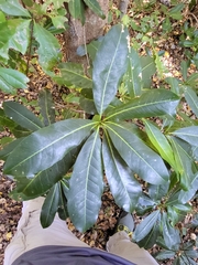 Sideroxylon foetidissimum