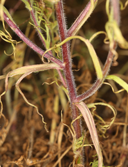 Castilleja exserta exserta