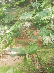 Cecropia peltata