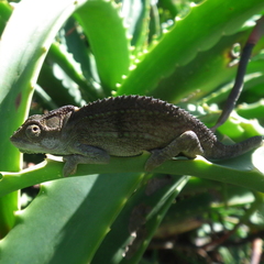 Bradypodion damaranum