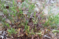 Cakile maritima maritima