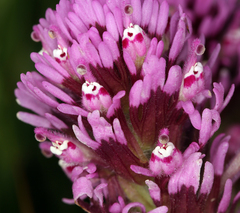 Castilleja exserta exserta